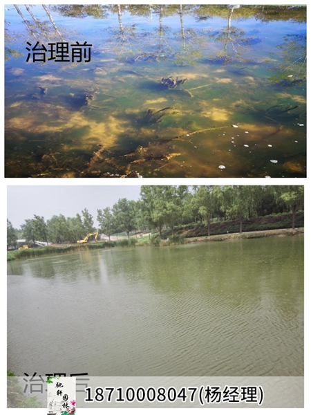 北京小中河水绵爆发治理前后对比图