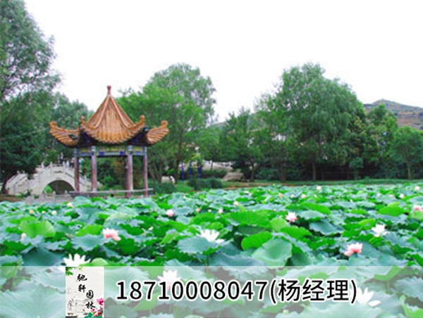 黑龙江省鹤岗市清源湖生态景区荷花、睡莲种植工程