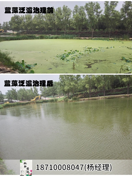 北京某工程学院工湖蓝藻泛滥治理前后对比图