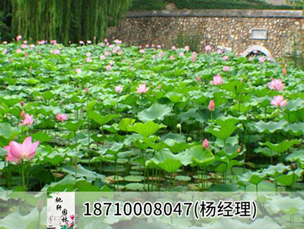 天津市杨柳青水高庄荷花种植