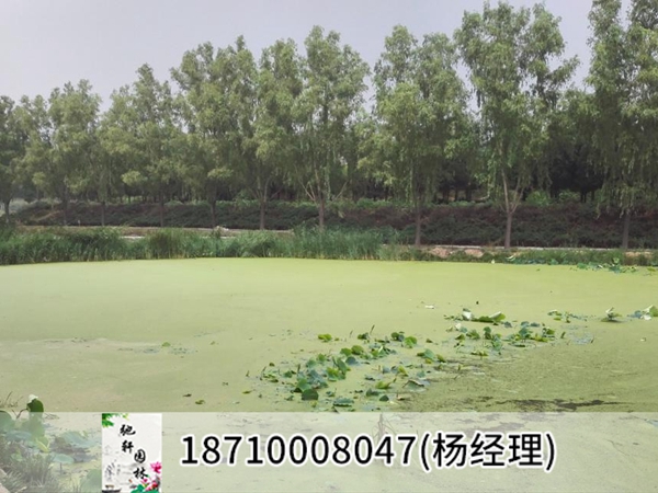北京某工程学院工湖蓝藻泛滥治理前
