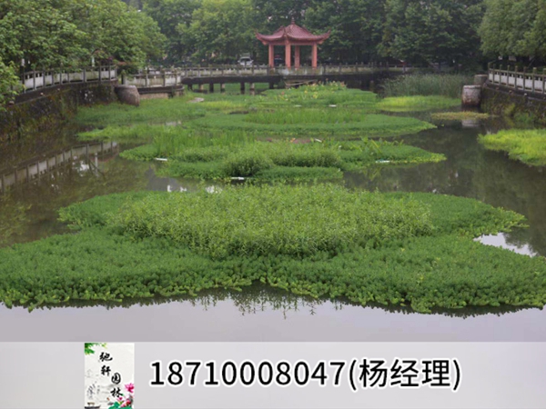 北京小中河工程蓝藻泛滥治理后