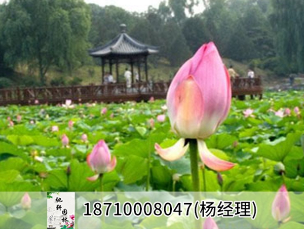 山东省菏泽市巨野县水生植物种植工程